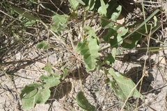 Nyctaginia capitata