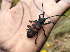 Ceroplesis capensis