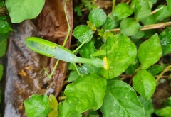 Stagmatoptera septentrionalis