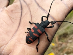Ceroplesis capensis