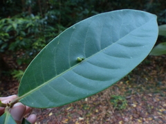 Litsea stocksii