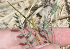 Astragalus nuttallianus