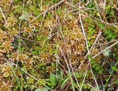 Sphagnum cristatum