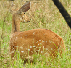 Tragelaphus sylvaticus