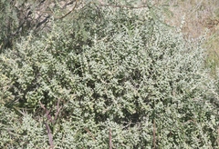 Buddleja scordioides