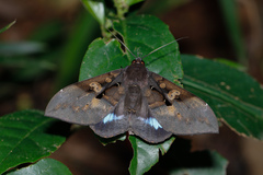 Ischyja