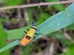 Chauliognathus imperialis