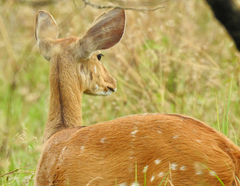 Tragelaphus sylvaticus
