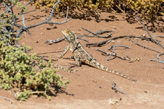 Agama aculeata aculeata