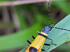 Chauliognathus imperialis