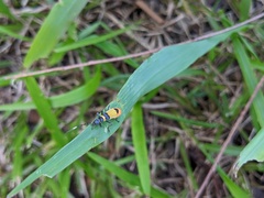 Chauliognathus imperialis