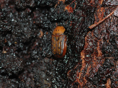 Diphrontis gerstaeckeri