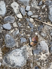 Lycaena