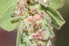 Euphorbia stictospora