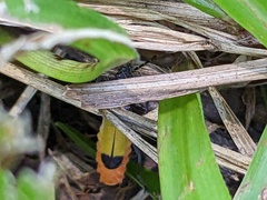 Chauliognathus imperialis