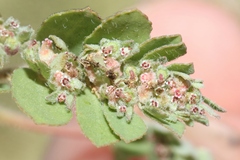 Euphorbia stictospora