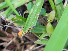 Chauliognathus imperialis