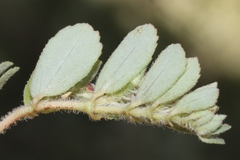 Euphorbia stictospora
