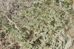Euphorbia stictospora