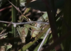 Conocephalus strictus