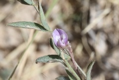 Astragalus nuttallianus