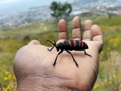 Ceroplesis capensis