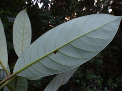 Litsea stocksii