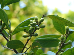 Litsea stocksii