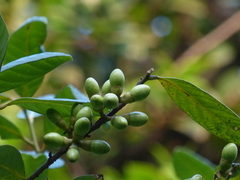 Litsea stocksii