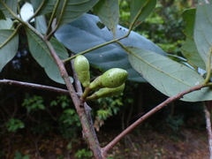 Litsea stocksii