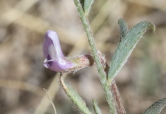 Astragalus nuttallianus