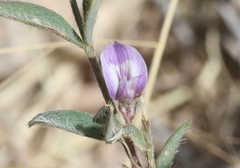 Astragalus nuttallianus