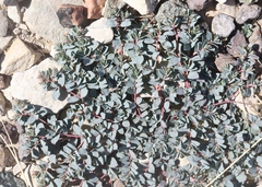 Euphorbia jejuna