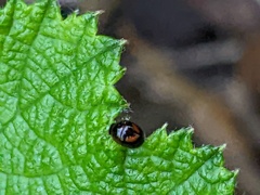 Phalacridae