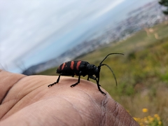 Ceroplesis capensis