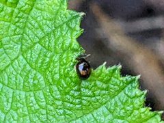 Phalacridae