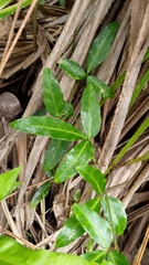 Tetrastigma formosanum