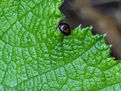 Phalacridae
