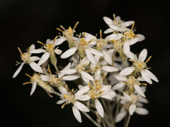 Olearia argophylla