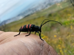 Ceroplesis capensis