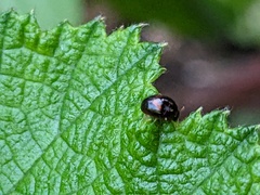 Phalacridae
