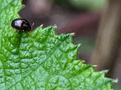 Phalacridae
