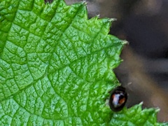 Phalacridae