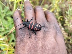 Ceroplesis capensis