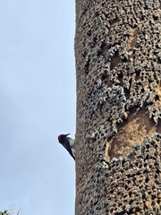 Melanerpes formicivorus