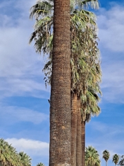 Melanerpes formicivorus