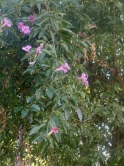 Amphilophium buccinatorium