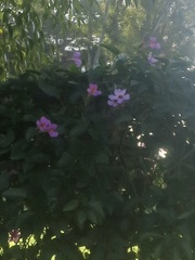 Amphilophium buccinatorium