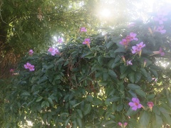 Amphilophium buccinatorium