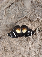 Aterica galene